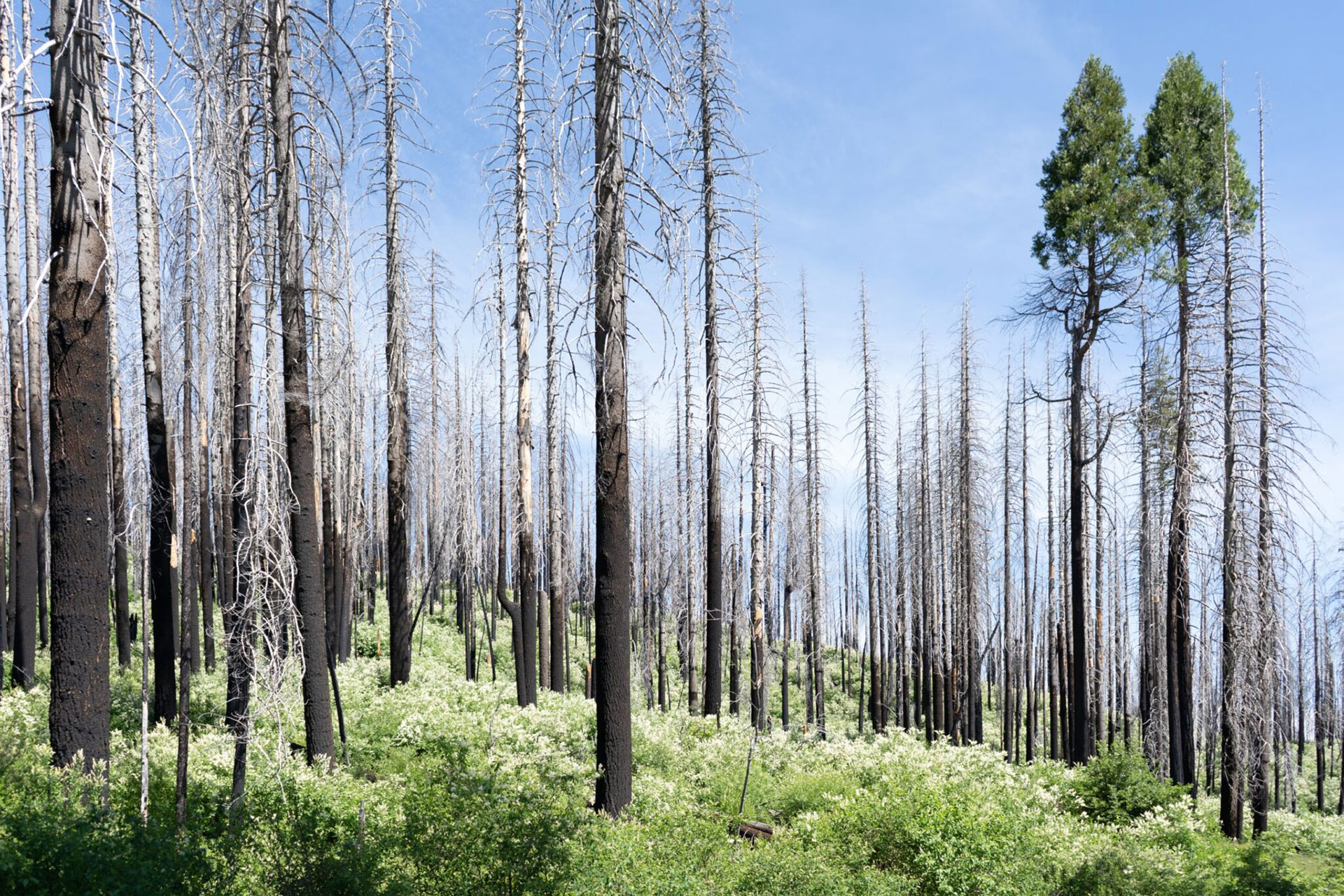 What Leaders Must Know About Organizational Resilience